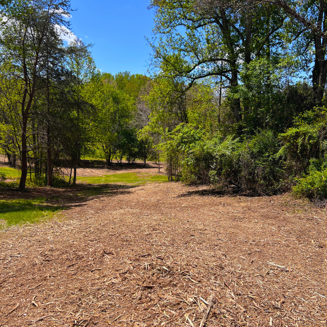 AFTER — Wooded lot · brush & vines