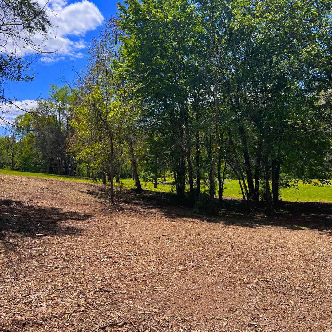 AFTER — Open pasture line · undergrowth removed