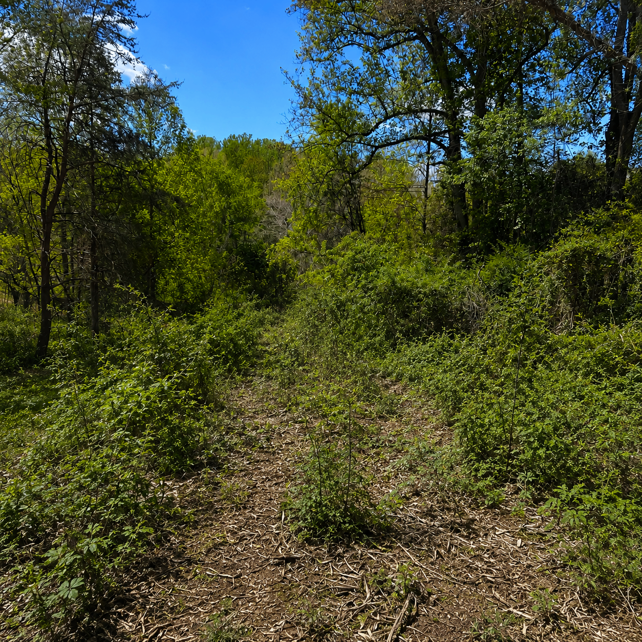 BEFORE — Wooded lot · brush & vines