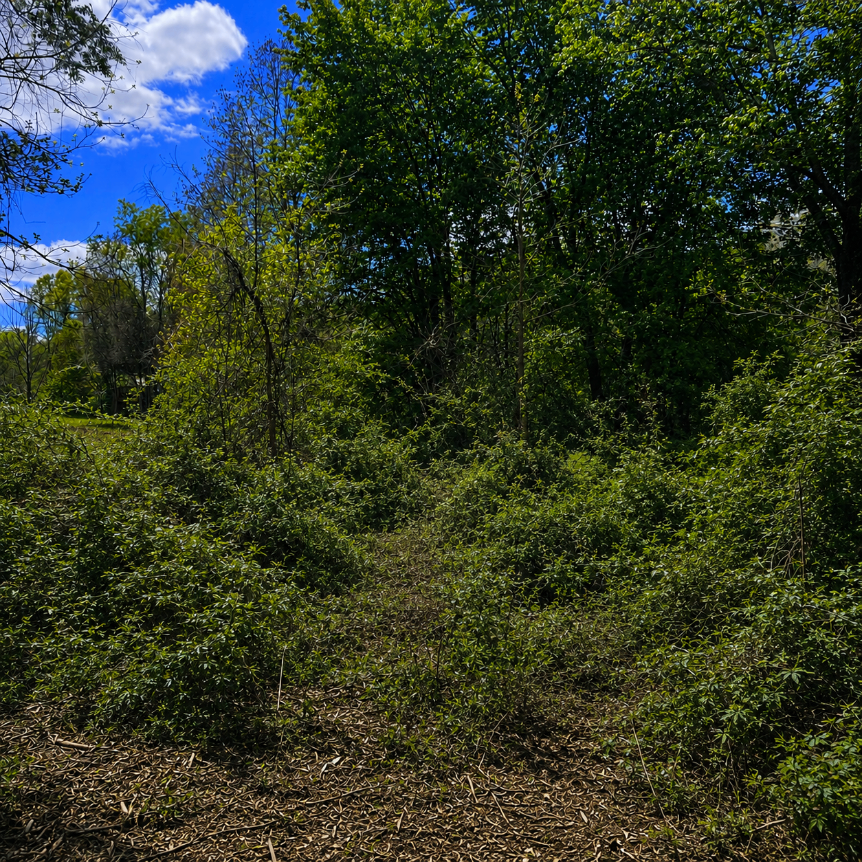BEFORE — Open pasture line · undergrowth removed