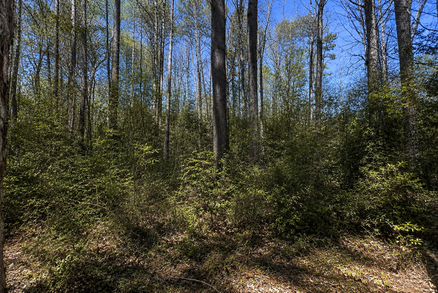 BEFORE — Dense hardwood understory · cleared with mulcher